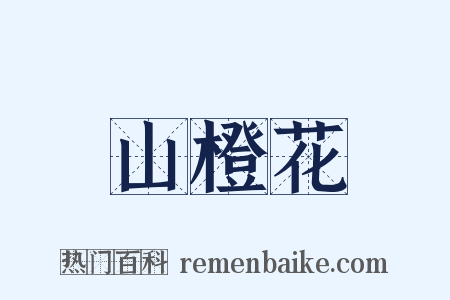 山橙花是什么意思的图片